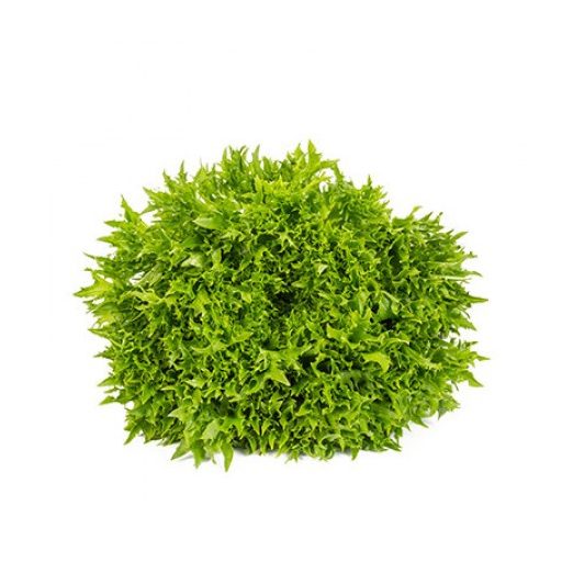 Saláta Excipio (79-840) RZ Salanova - 1000 szem