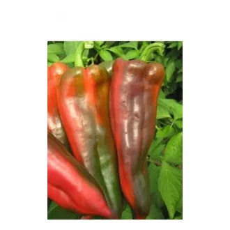 Paprika Kaptur F1 Seminis - 1000 szem