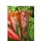 Paprika Kaptur F1 Seminis - 1000 szem