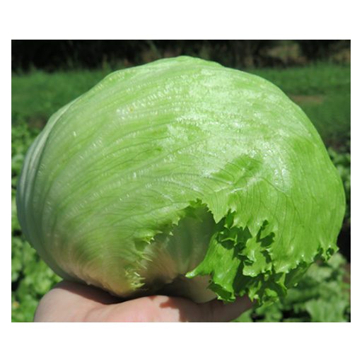 Saláta Ice Pop Jégsaláta Syngenta - 5000 szem