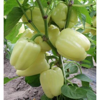 Paprika Ardus F1 (OS 4570) Orosco - 500 szem