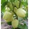 Paprika Ardus F1 (OS 4570) Orosco - 500 szem