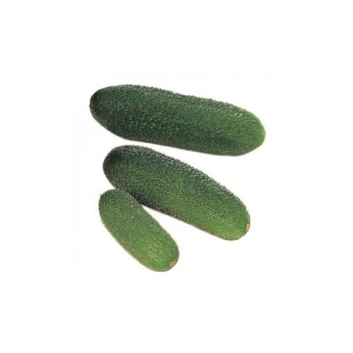 Uborka Harmonie F1 RZ - 1000 szem