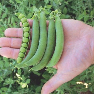 Borsó Carlos  ( Oscar ) - 25kg