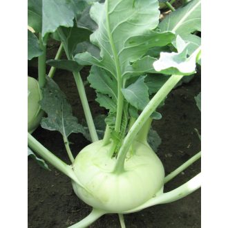 Karalábé Verano F1 Takii Seed - 2500 szem