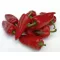 Paprika Carpel F1 Orosco - 500 szem