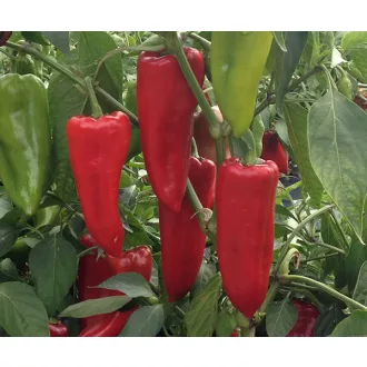 Paprika Kapitány F1 Kápia Duna - 1000 szem