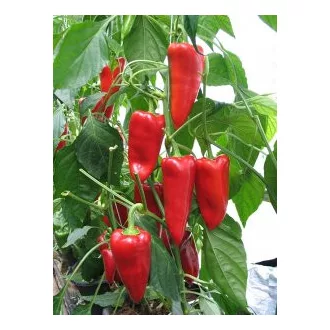 Paprika Mágus F1 Kápia ZKI - 1000 szem