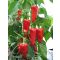 Paprika Mágus F1 Kápia ZKI - 1000 szem