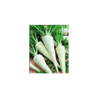 Petrezselyem Berlinova Alfal. - 100g