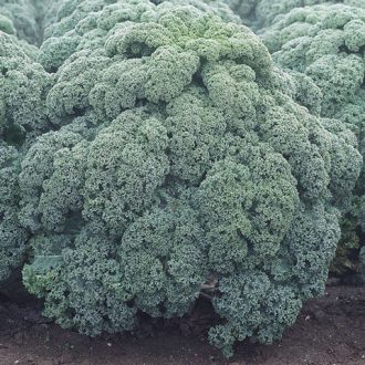 Leveleskel Winnetou F1 Syngenta - 2500 szem
