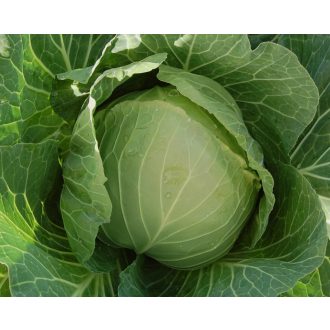 Fejeskáposzta Cabbice F1 Precíziós Orosco - 2500 szem