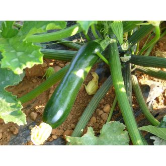 Cukkini Naxos F1 Syngenta - 500 szem