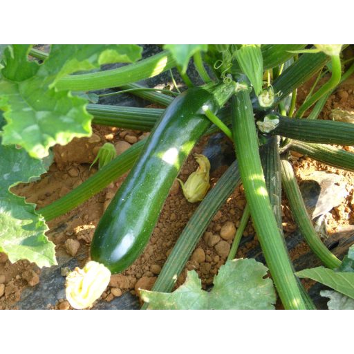Cukkini Naxos F1 Syngenta - 500 szem