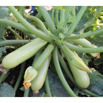 Cukkini Angelina F1 Syngenta - 500 szem