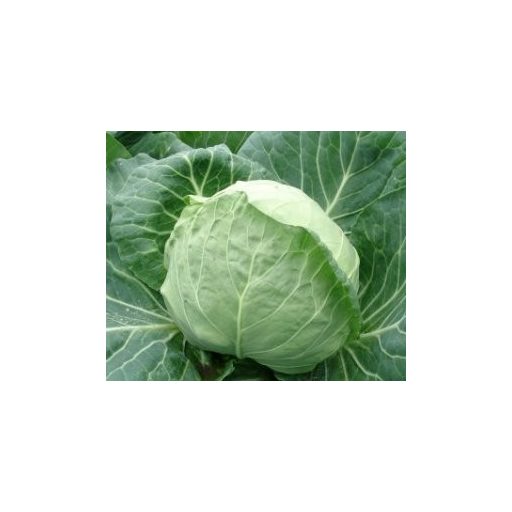Fejeskáposzta Pushma F1 RZ - 2500 szem