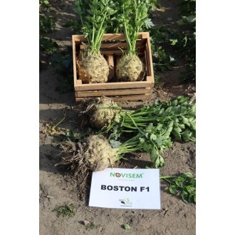   Zeller Boston F1 Pillírozott Előcsíráztatott ZFW - 10.000 szem
