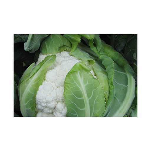 Karfiol Ubac F1 Orosco - 1000 Szem