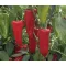 Paprika Kapitány F1 Duna - 250 szem