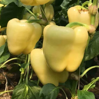 Paprika Goldano F1 Capsico - 100 szem