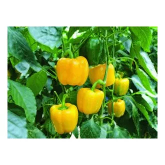 Paprika Monte F1 Kaliforniai Sárga Seminis - 100 szem