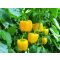 Paprika Monte F1 Kaliforniai Sárga Seminis - 100 szem