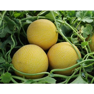 Sárgadinnye Sidonia F1 Orosco - 500 szem