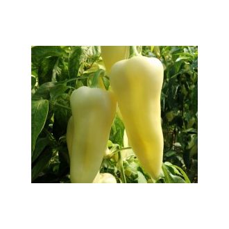 Paprika Whitex F1 Orosco - 500 szem