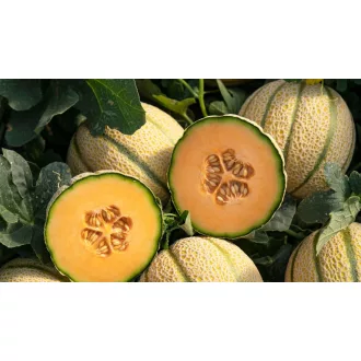 Sárgadinnye Sungoal F1 Precíziós Nunhems - 1000 szem