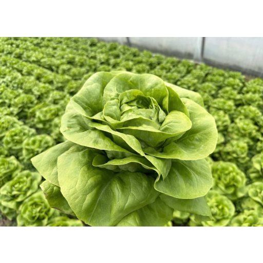 Saláta Spencer Orosco - 1000 szem