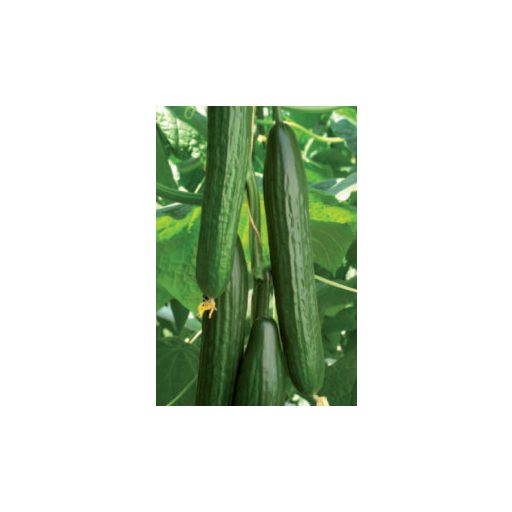 Uborka Legendario F1 Seminis - 500 szem