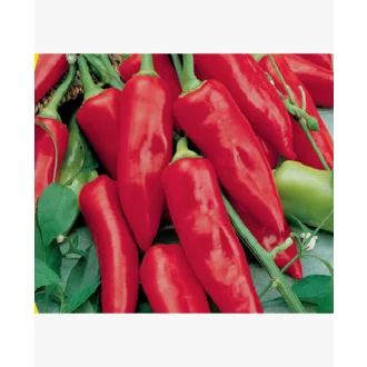 Paprika Kalorez F1 Fűszer ZKI - 10.000 szem