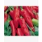 Paprika Kalorez F1 Fűszer ZKI - 10.000 szem