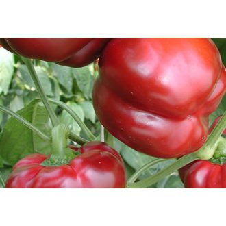 Paprika Drava F1 Orosco - 500 szem