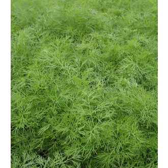 Kapor Hanak Semo - 100g