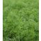 Kapor Hanak Semo - 100g