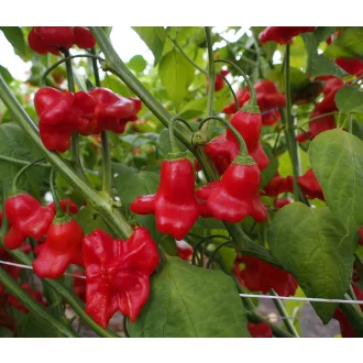 Paprika Ornamental Bell Chili ZFW - 50 szem