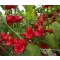 Paprika Ornamental Bell Chili ZFW - 50 szem