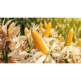 Kukorica Vasari FAO 260 - 50.000 szem