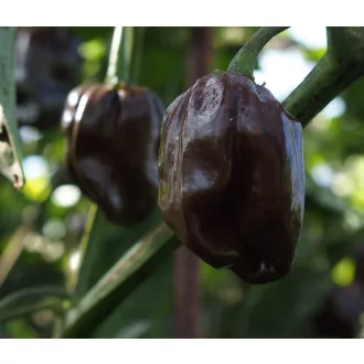 Paprika Habanero Chocolate Chili ZFW - 50 szem