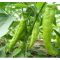 Paprika Astrapi F1 Hegyes Erős AlfaL. - 100 szem