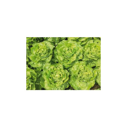 Saláta Malis Bejo - 5000 szem