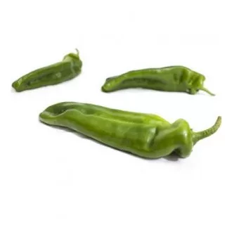 Paprika Massouda F1 RZ - 1000 szem