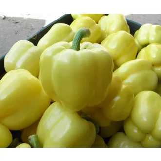 Paprika Bóbita F1 Duna - 250 szem