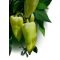 Paprika Garam F1 Duna - 1.000 szem