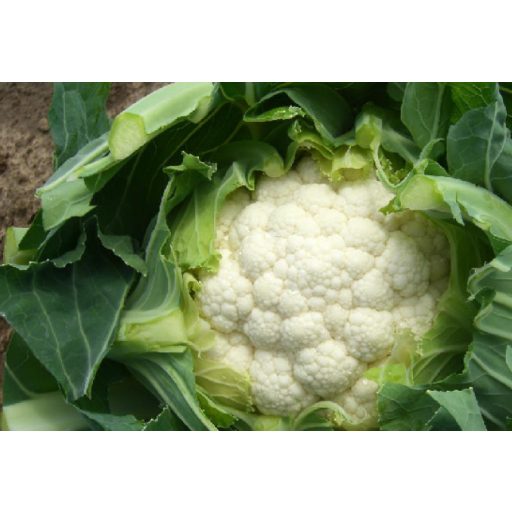 Karfiol Karneval F1 Sakata - 2500 szem