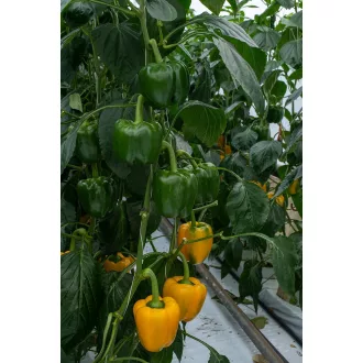 Paprika Matthews F1 (35-1075) RZ - 1000 szem