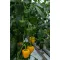 Paprika Matthews F1 (35-1075) RZ - 1000 szem
