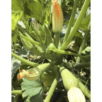 Cukkini UG 436 F1 Unigen Seeds - 100 szem