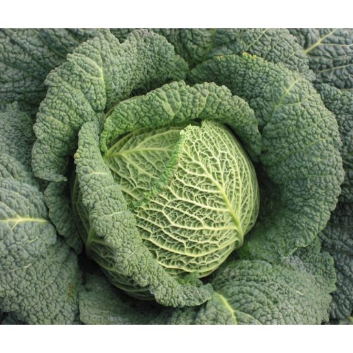 Kelkáposzta Tourmaline F1 Orosco - 2500 szem